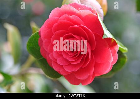 Rote Rosette Doppel Camellia japonica Ôblack TieÕ in Blüte. Stockfoto