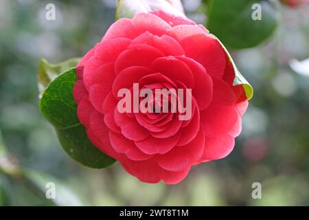 Rote Rosette Doppel Camellia japonica Ôblack TieÕ in Blüte. Stockfoto