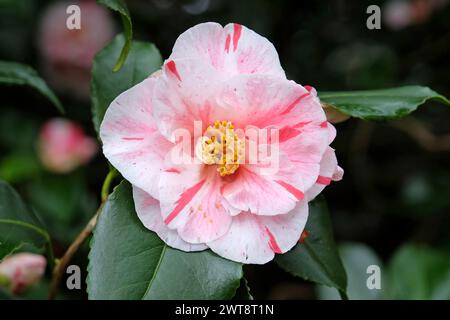 Rot-weiß gestreifte Camellia japonica ÔLady VansittartÕ in Blüte. Stockfoto