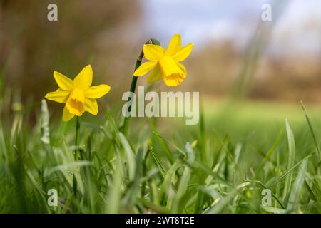 Frühling in Hessen gelbe Narzissen blühen auf einer Wiese bei einem Wechsel von Sonne und Wolken., Bad Homburg Hessen Deutschland *** Frühling in Hessen gelbe Narzissen blühen auf einer Wiese mit Sonnenwechsel und Wolken , Bad Homburg Hessen Deutschland Stockfoto