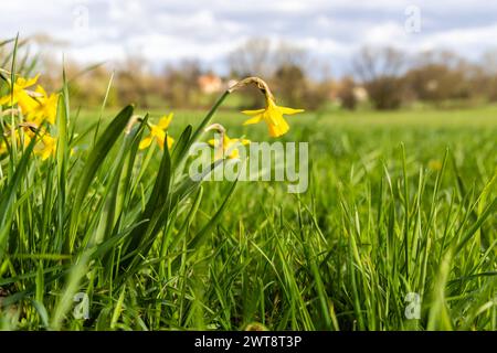 Frühling in Hessen gelbe Narzissen blühen auf einer Wiese bei einem Wechsel von Sonne und Wolken., Bad Homburg Hessen Deutschland *** Frühling in Hessen gelbe Narzissen blühen auf einer Wiese mit Sonnenwechsel und Wolken , Bad Homburg Hessen Deutschland Stockfoto