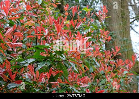 Die roten Blätter von Photinia fraseri Rotkehlchenbusch. Stockfoto