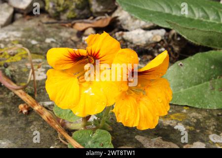 Wilde Blume Stockfoto