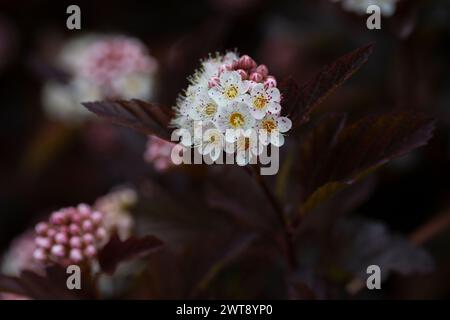 Dutzende weiße Blüten von violettem Physocarpus opulifolius im Mai selektiven Fokus Stockfoto