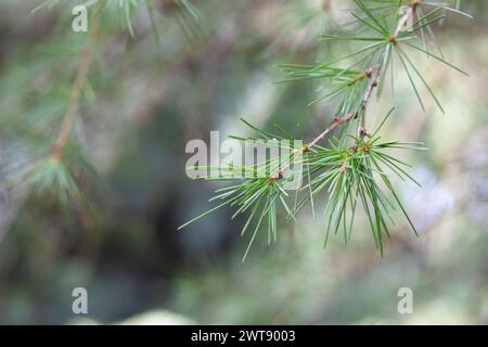 Nahaufnahme des Cedrus deodara-Zweigs im Park auf einem verschwommenen Hintergrund Stockfoto