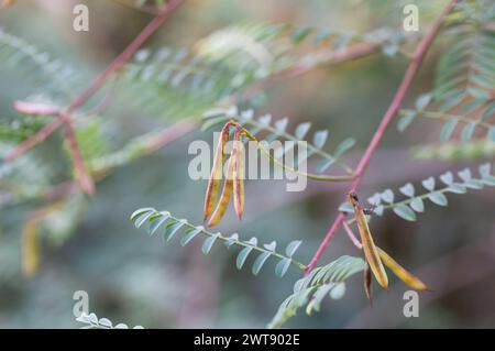 Akazienblätter mit einem Muster und lange grüne Schoten mit Samen auf einem verschwommenen Hintergrund eines Gartenrasens. Frisches Laub und Äste im Park. Sommer g Stockfoto