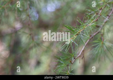 Nahaufnahme des Cedrus deodara-Zweigs im Park auf einem verschwommenen Hintergrund Stockfoto