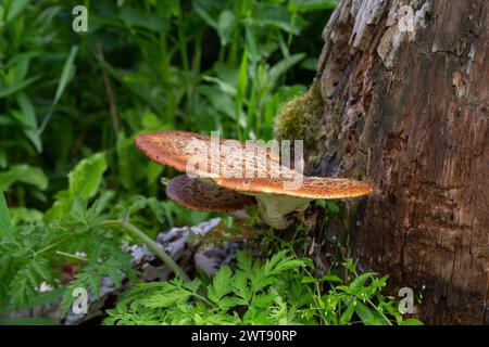 Cerioporus squamosus, auch bekannt als Fasanenpilze und Dryadensattel, ist ein Basidiomyzetenpilz, der auf toten Bäumen wächst Stockfoto