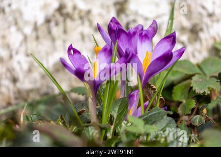 Wilde violette Krokusse, die in ihrer natürlichen Umgebung im Wald blühen Stockfoto