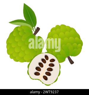 Ganze Cherimoya-Früchte und die Hälfte auf weißem Hintergrund. Stock Vektor