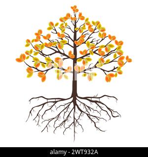 Herbstbaum mit Wurzeln und Blättern auf weißem Hintergrund. Stock Vektor