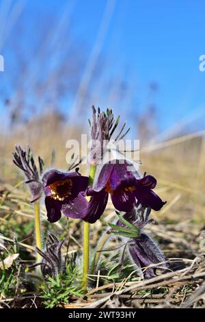 Pulsatilla pratensis, die kleine Pasque-Blume, vertikal Stockfoto