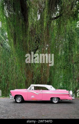 082 amerikanisches klassisches Cabriolet, rosa, linkes Fahrzeug - Ford Fairlane Sunliner 1956 - parkt unter einem mit Weinreben bewachsenen Baum, Isla Josefina. Havanna-Kuba. Stockfoto