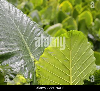 083 Nahaufnahme von riesigen Taro-Alocasia macrorrhizos-Pflanzen, die auf der Isla Josefina Island im Almendares River Park wachsen. Havanna-Kuba. Stockfoto