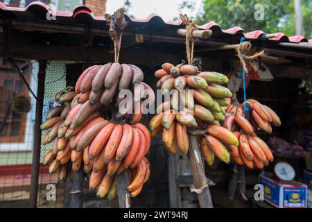 Bunte Bananen an einem Obststand in Sri Lanka. Ein Obststand in Sri Lanka mit mehreren Bündeln roter und lila Bananen, die unter der Traufe hängen. Stockfoto