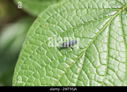 Robberfly (Eumecosoma sp.) Auf einem Blatt in Kolumbien Stockfoto