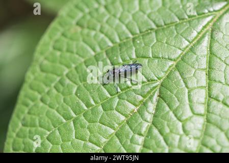 Robberfly (Eumecosoma sp.) Auf einem Blatt in Kolumbien Stockfoto