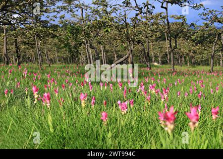 Dok Krachiao (Siam Tulip) Blumenfest in der Provinz Chaiyaphum, Thailand Stockfoto