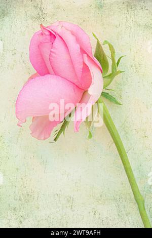 Nahaufnahme einer rosa Rose vor einem blassgrünen melierten Hintergrund. Stockfoto