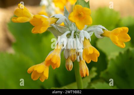 Markante Primula palinuri, Palinuro auricula. Natürliches Nahaufnahme blühendes Pflanzenporträt, Frühling. Verführerisch, Erstaunlich, Atemberaubend, Fesselnd, Stockfoto