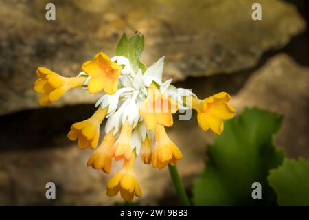 Markante Primula palinuri, Palinuro auricula. Natürliches Nahaufnahme blühendes Pflanzenporträt, Frühling. Verführerisch, Erstaunlich, Atemberaubend, Fesselnd, Stockfoto