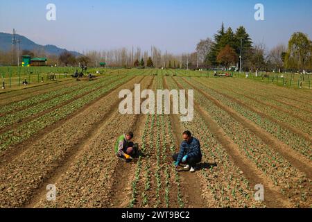 Srinagar, Indien. März 2024. Kashmiri Gärtner arbeiten im größten Tulip Garden Asiens, am Fuße der Hügel von Zabarwan, mit atemberaubenden Schaukästen von 1,7 Millionen Tulpen der 73 fesselnden Sorten. Am 16. März 2024 in Srinagar, Indien. (Kreditbild: © Firdous Nazir/OKULARIS via ZUMA Press Wire) NUR REDAKTIONELLE VERWENDUNG! Nicht für kommerzielle ZWECKE! Stockfoto