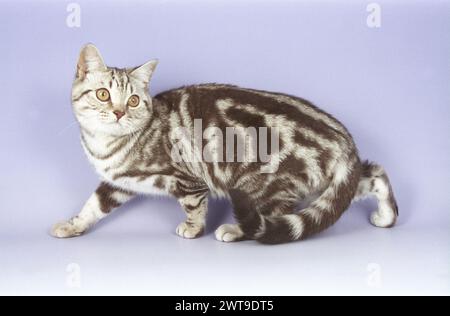 Junge Erwachsene Britische Kurzhaarschokolade Silber Tabby Katze, Die Bsh Streift Stockfoto