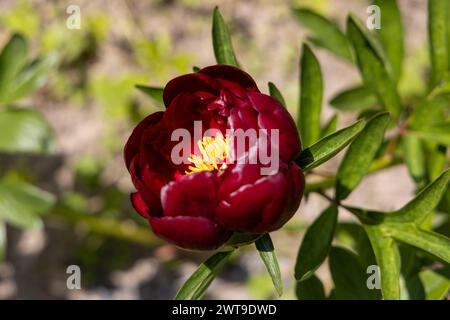 Krautige Pfingstrosen Chervonnyj Oksamit in Blüten. Rotpfingstrose osmitt Stockfoto