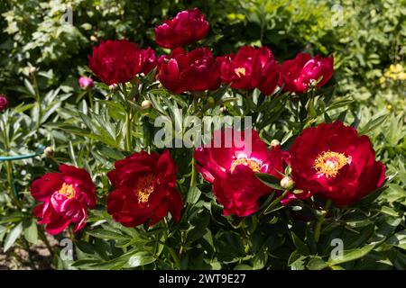 Krautige Pfingstrosen Chervonnyj Oksamit in Blüten. Rotpfingstrose osmitt Stockfoto