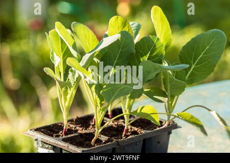 Kohl-Sämlinge sind bereit für das Anpflanzen in offenem Boden. Kohlanbau im Land Stockfoto