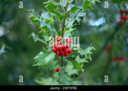 stechpalmenstrauch (Ilex) mit stacheligen Blättern und roten Beeren. Stockfoto