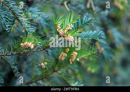 Gewöhnliche Eibe oder englische Eibe (Taxus baccata) in Blüte. Stockfoto