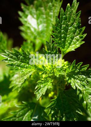 Hellgrüne, gezackte Blätter unter Sonnenlicht mit detaillierten Adern und Texturen. Stockfoto