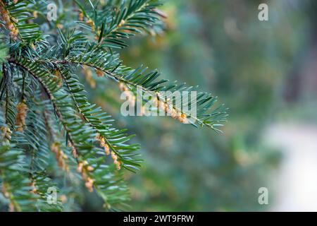 Gewöhnliche Eibe oder englische Eibe (Taxus baccata) in Blüte. Stockfoto