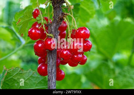 Das Bild zeigt eine Nahaufnahme einer Gruppe reifer roter Johannisbeeren, die an einem Zweig befestigt sind und von üppig grünen Blättern umgeben sind. Stockfoto