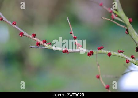 Don Egolf chinesische Rotknospen (Cercis chinensis). Ein Trieb der Pflanze im frühen Frühjahr vor der Blüte. Stockfoto