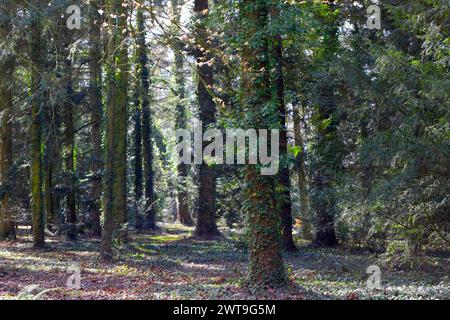 Ein dunkler Wald mit Baumstämmen, die von Fäule bewachsen sind. Stockfoto