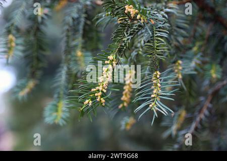 Gewöhnliche Eibe oder englische Eibe (Taxus baccata) in Blüte. Stockfoto