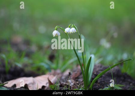 Frühlingsschneeflocke (Leucojum vernum), blüht. Stockfoto