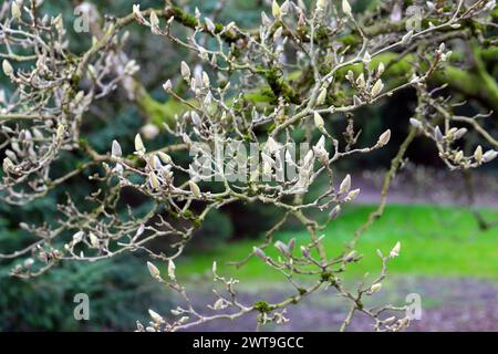 Magnolie vor der Blüte. Geschlossene Knospen der Magnolie in der Vorblüte. Stockfoto