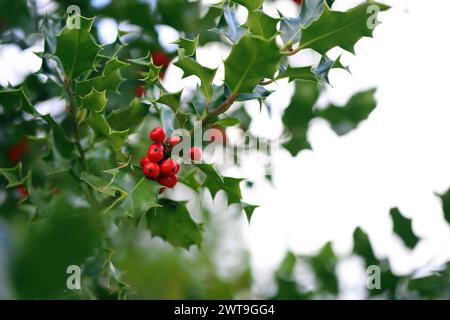 stechpalmenstrauch (Ilex) mit stacheligen Blättern und roten Beeren. Stockfoto