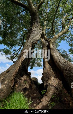 Alter Baum leerer Stamm steht noch Stockfoto