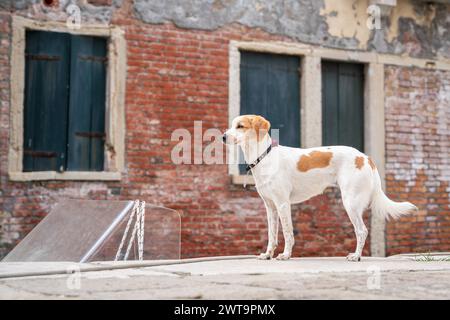 Britanny Spaniel steht auf der Straße. Hunde in Venedig. Typisch venezianisches Haus im Hintergrund. Stockfoto