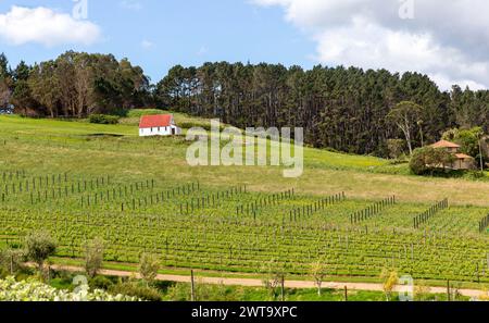 Weinberge und Bauwerke im Onetangi Valley, Waiheke Island, Aotearoa / Neuseeland. Waiheke Island ist bekannt als Neuseelands „Insel Wi Stockfoto