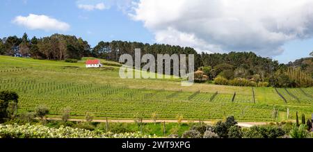 Weinberge und Bauwerke im Onetangi Valley, Waiheke Island, Aotearoa / Neuseeland. Waiheke Island ist bekannt als Neuseelands „Insel Wi Stockfoto