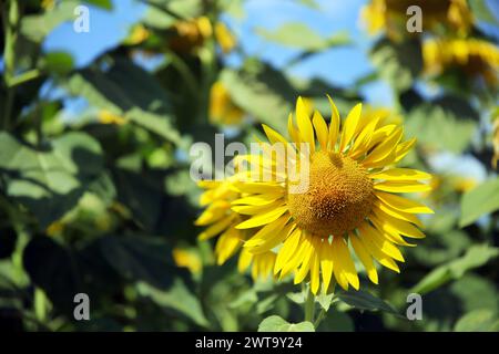 Vorderansicht einer Sonnenblume (Helianthus annuus) in voller Sonne, Umbrien, Italien Stockfoto