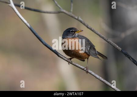 american robin auf dem Zweigkopf nach rechts, Pennsylvania, USA Stockfoto