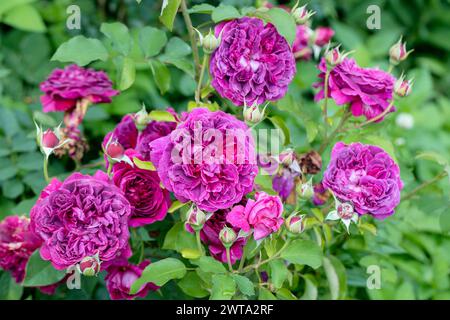 Rosa „Munstead Wood“ (Ausbernard). Eine dunkelrote englische Rose, gezüchtet von David Austin. Stockfoto