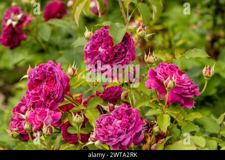 Rosa „Munstead Wood“ (Ausbernard). Eine dunkelrote englische Rose, gezüchtet von David Austin. Stockfoto