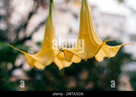 Schöne gelbe Datura-Blüten (Brugmansia aurea), die goldene Engeltrompete in einem Garten. Nahaufnahme. Stockfoto